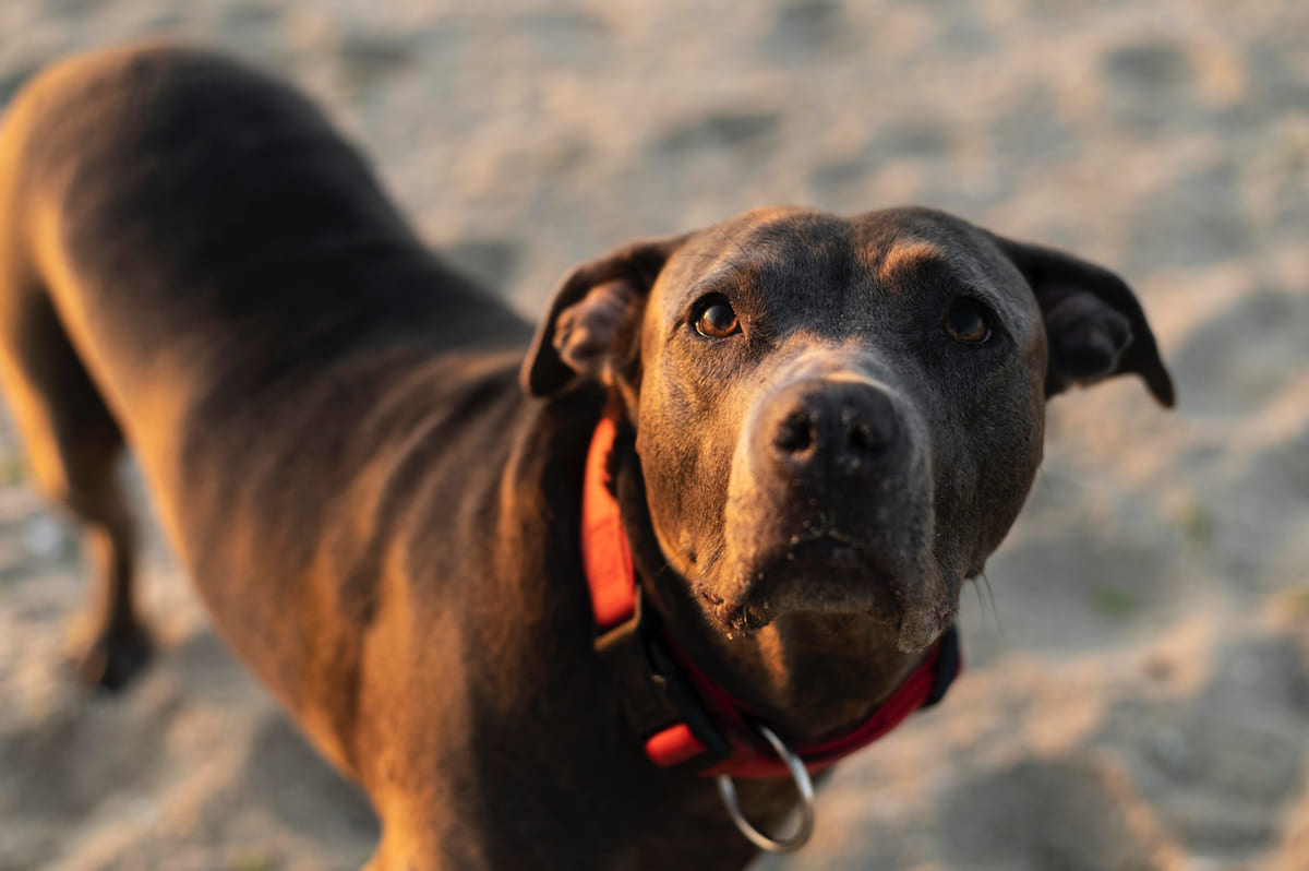 American Pitbull Terrier
