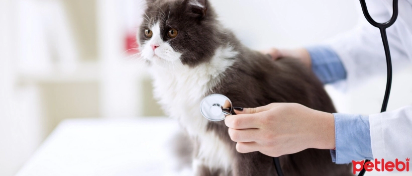 What are the Causes of Rapid Breathing in Cats?