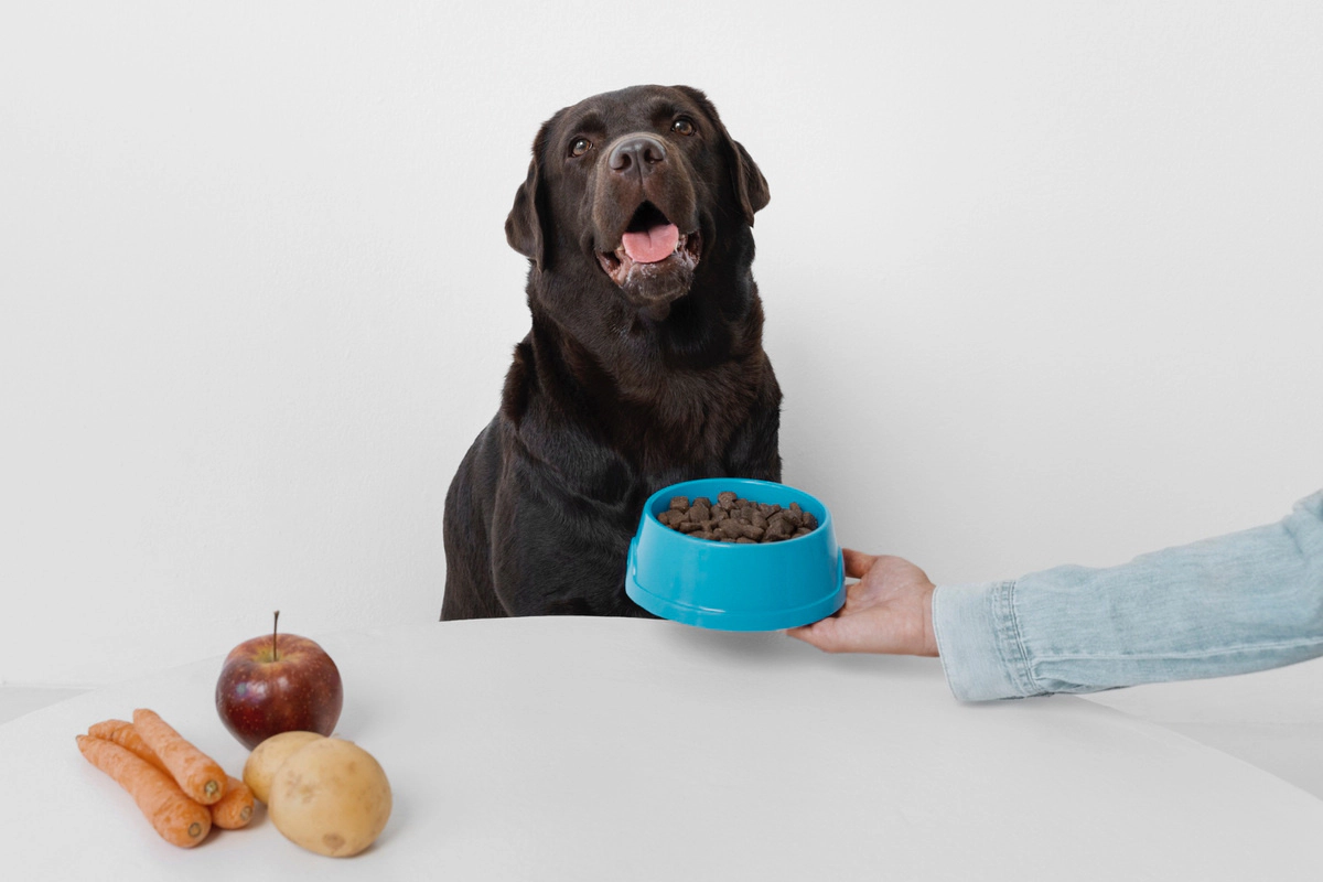 Brown-furred dog not looking at its food bowl