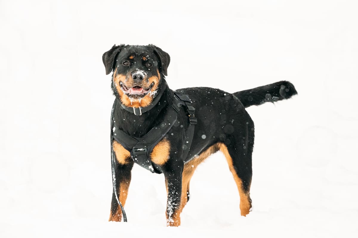 Rottweiler dog walking outside in snowy weather with a harness