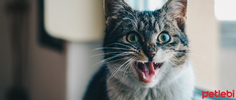 Why Do Cats Run Away From Home? Ways to Prevent Cats from Running Away