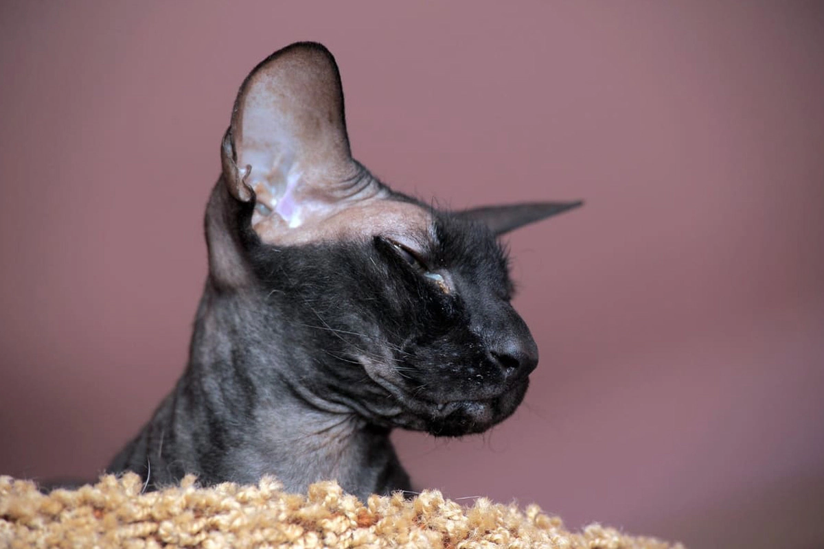 Black hairless cat