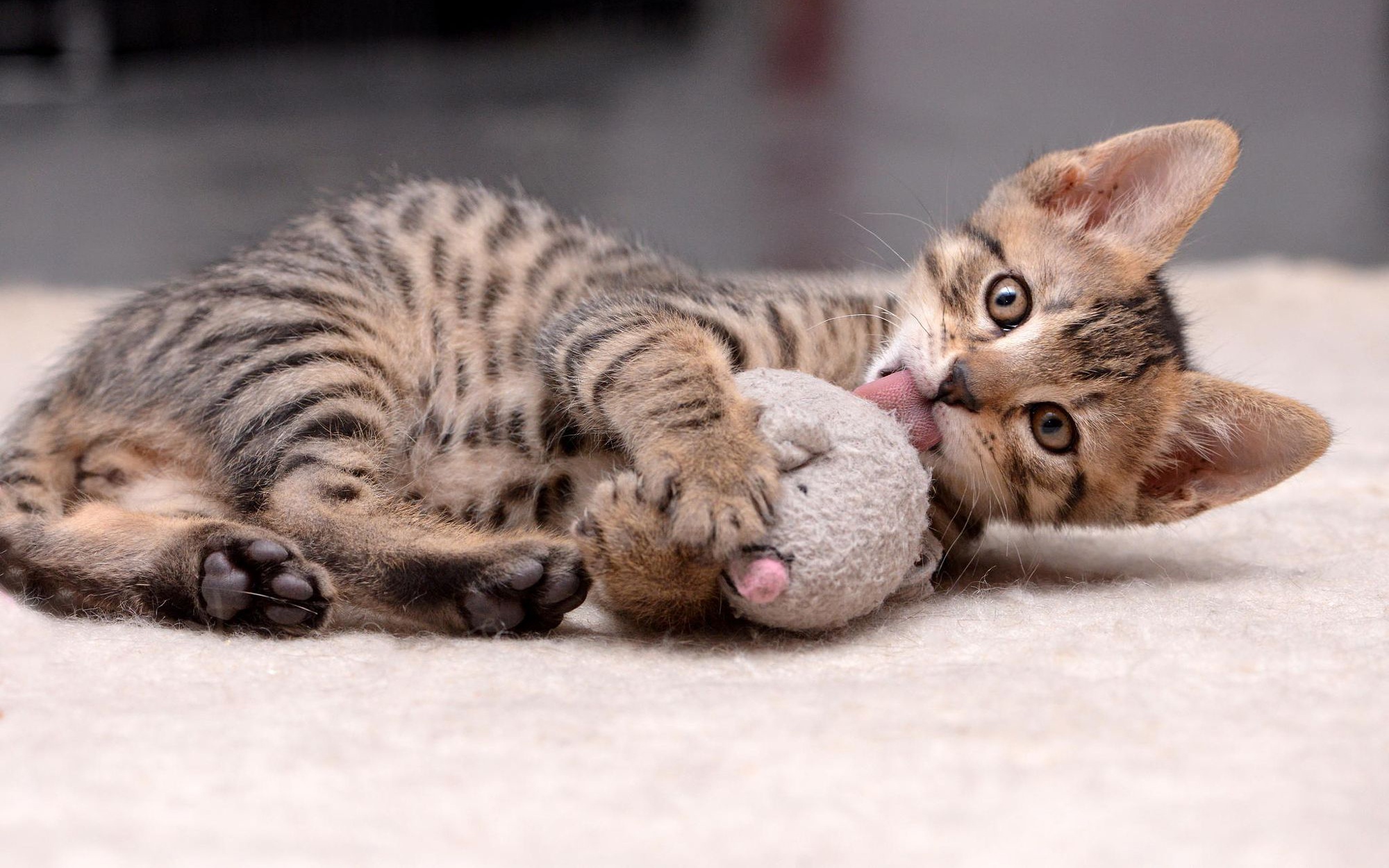 Tabby cat licking a gray plush toy