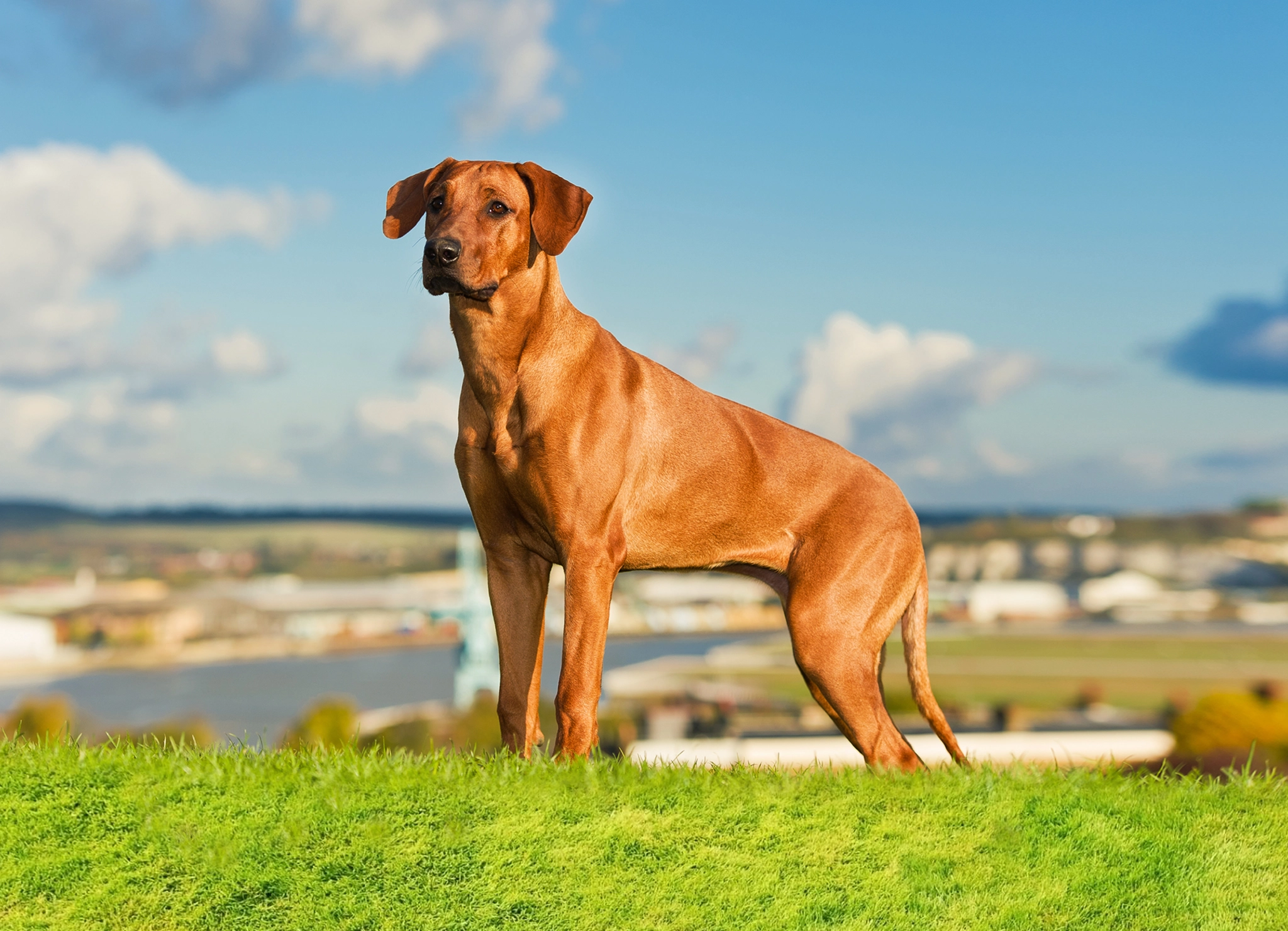 Dog standing outdoors