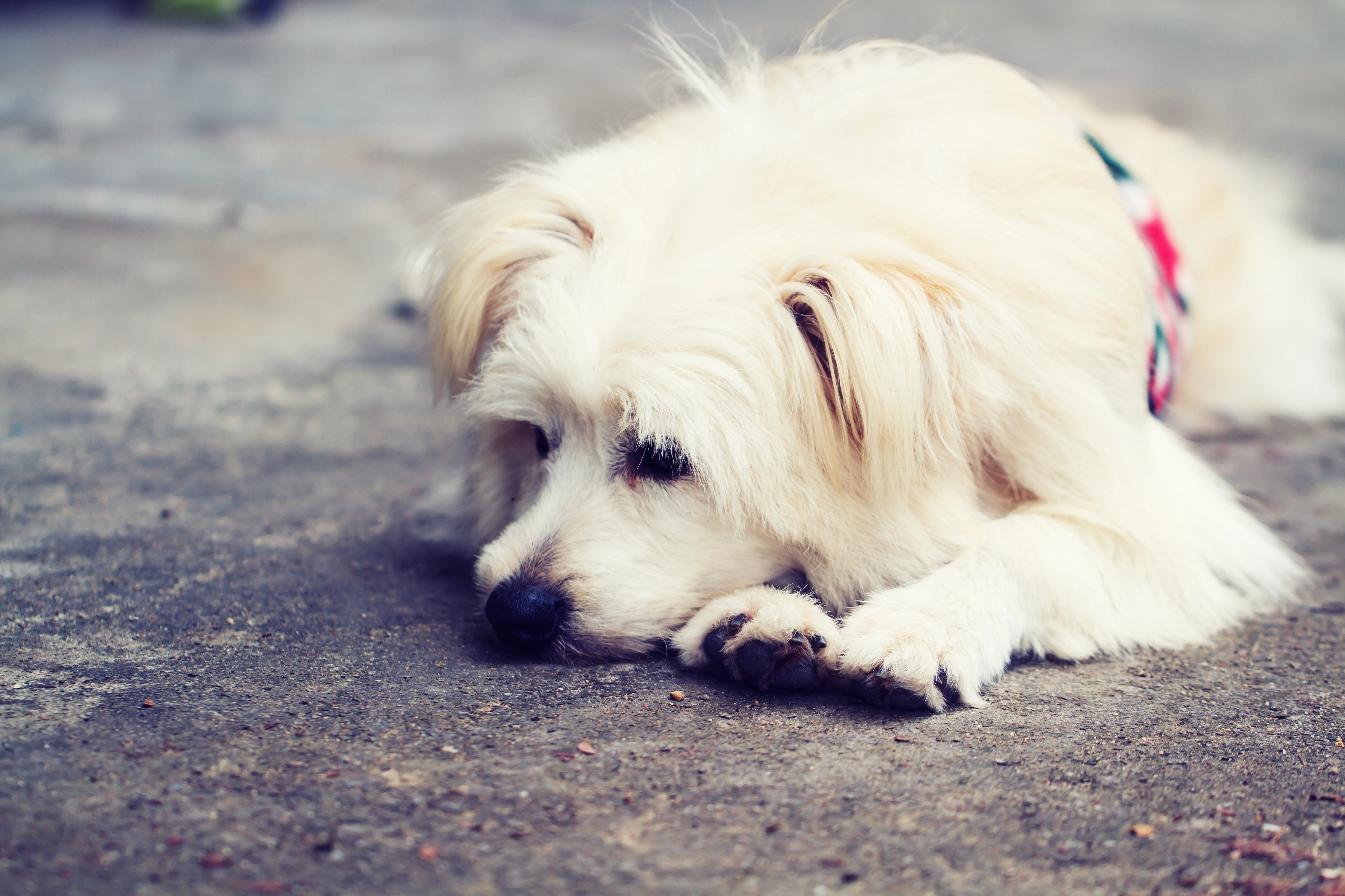 Symptoms of Panic Attacks in Dogs