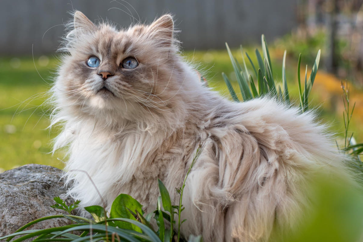 Long-haired cat standing outside