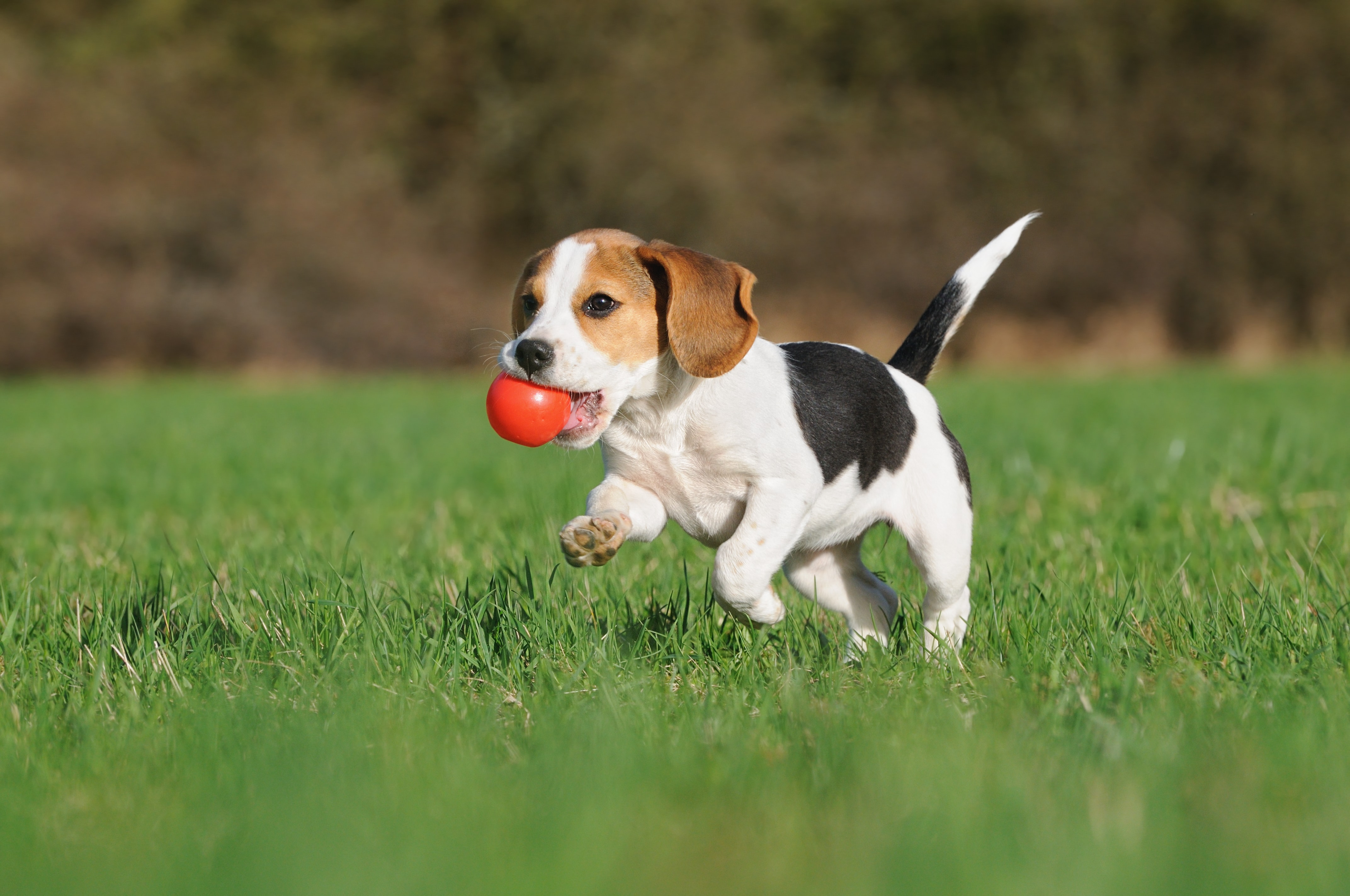 Dog catching a frisbee