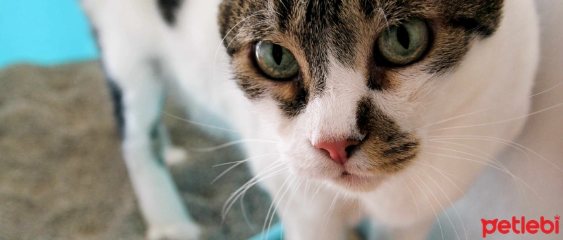 Why Do Cats Get Diarrhea? Causes, Symptoms, and Treatment