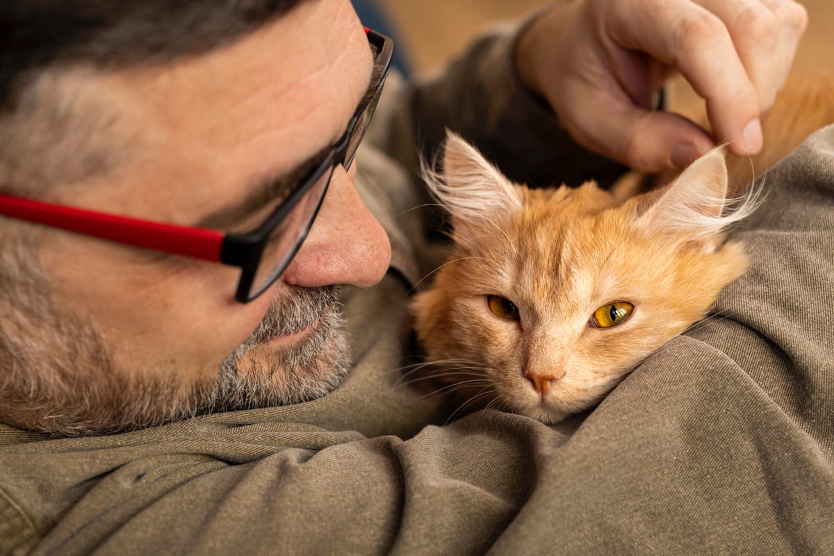 Tabby cat spending time in its owner's lap