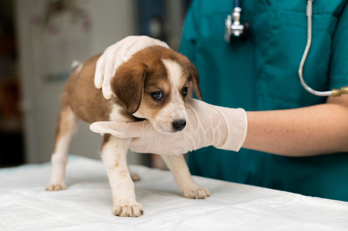 Puppy being examined by a veterinarian