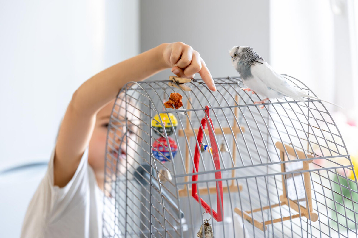 Budgie standing on its cage