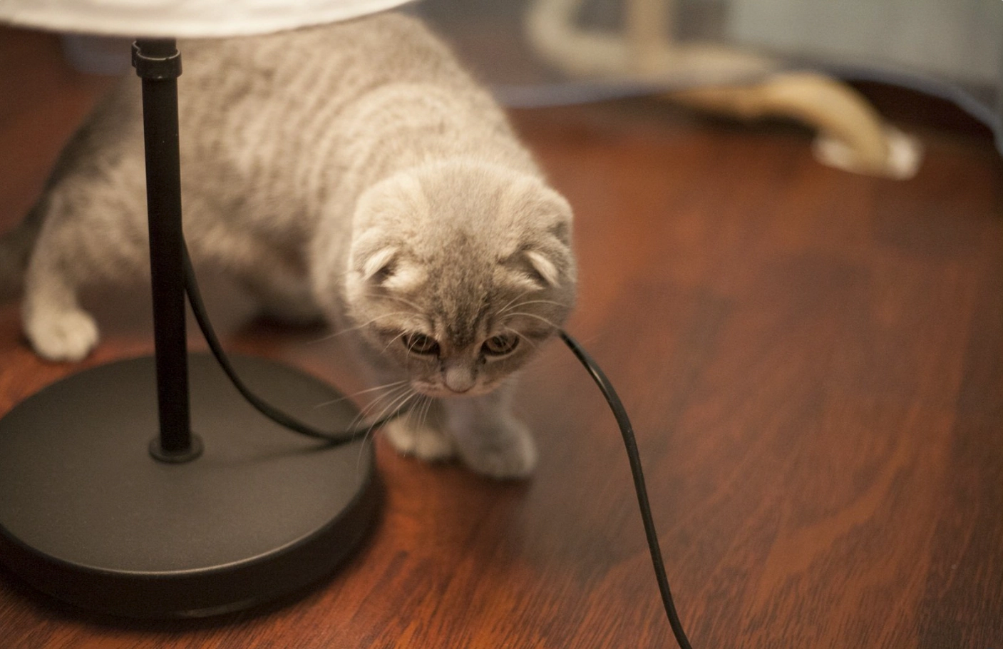 Cat chewing on cables