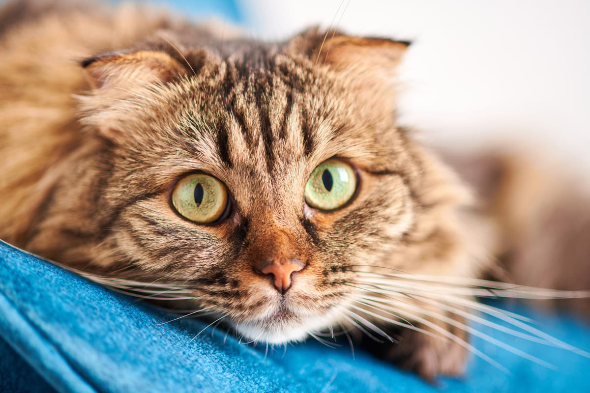 A green-eyed cat with a tabby pattern looking curious