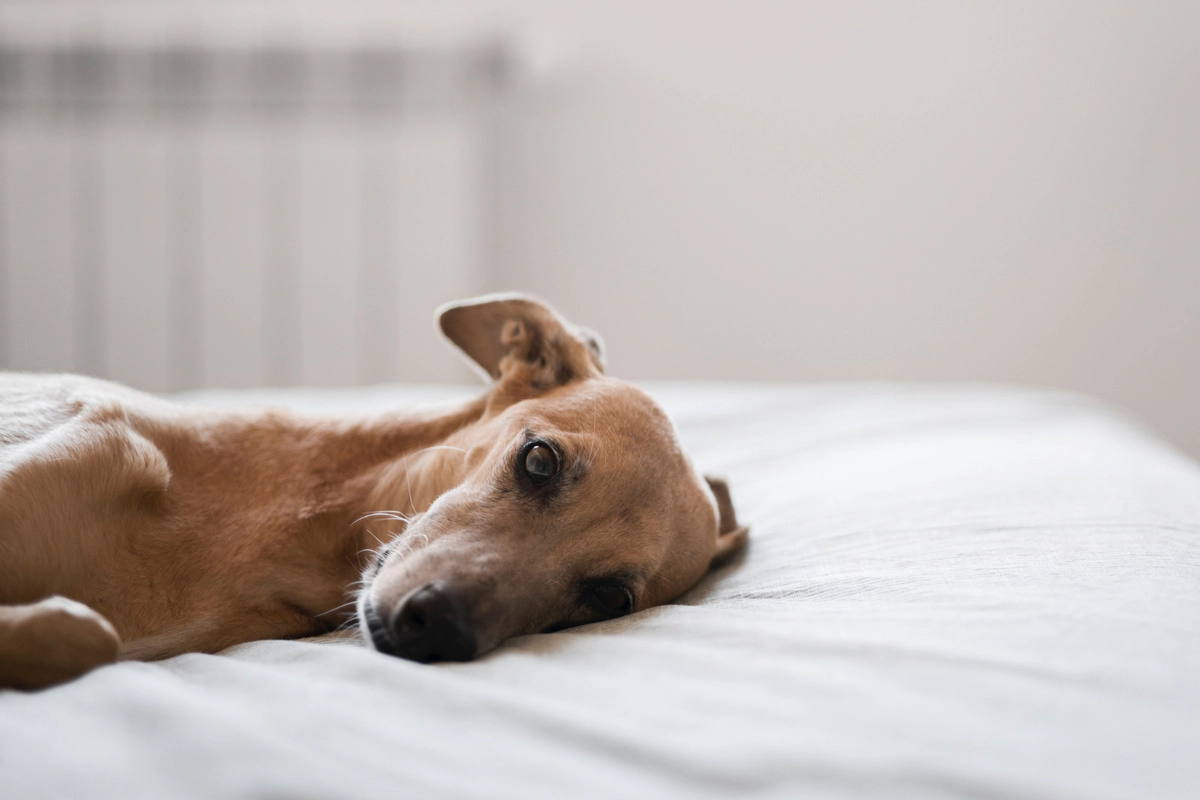 A dog lying on its side in bed