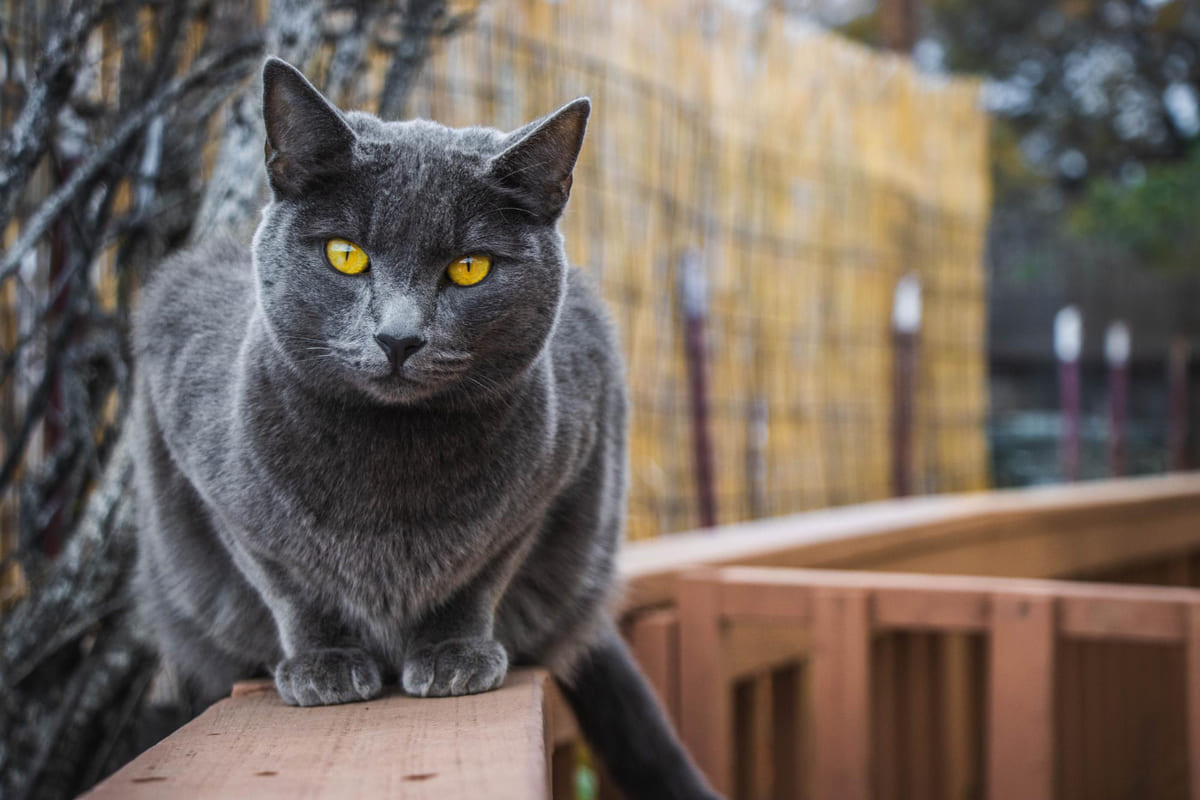 Gray-furred cat standing on a fence