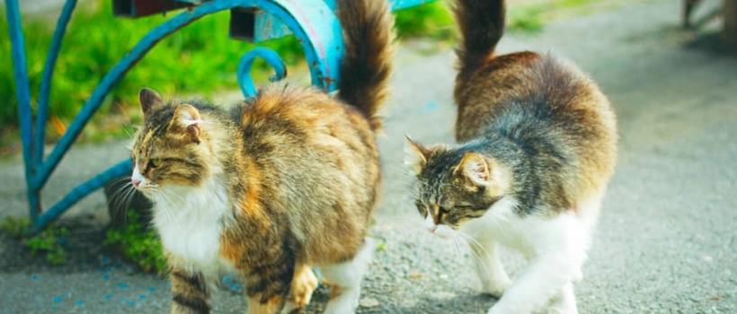 Where do cats live? What is a cat house used for? What are its advantages?