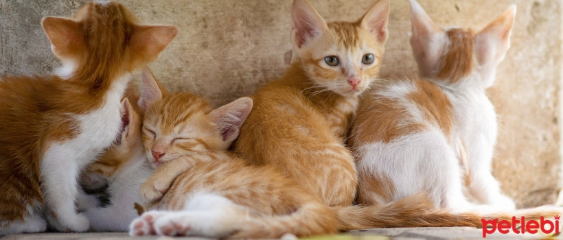 How Does a Cat's "1" Day Go?