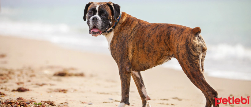 What is Gastric Torsion in Dogs? What Causes It, What are the Symptoms?