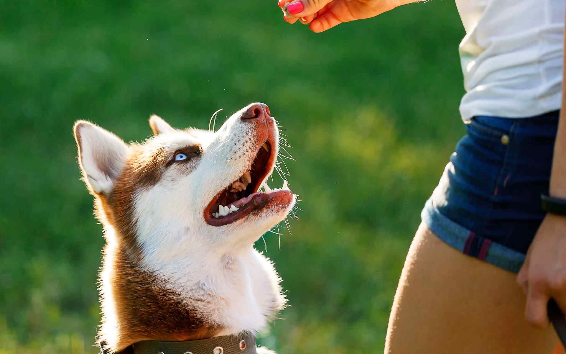 Husky breed dog receiving treats from its owner