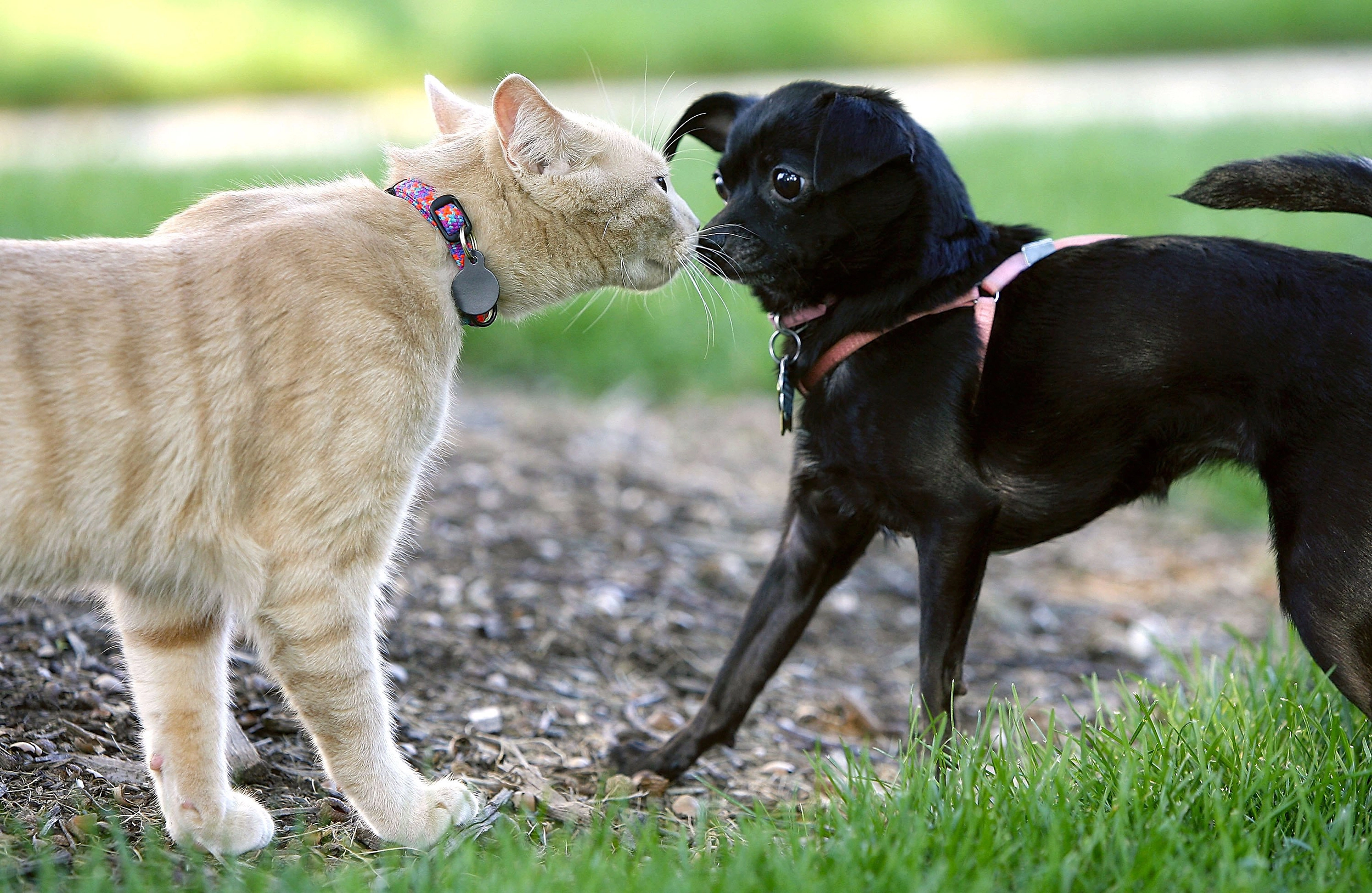 A cat that has become friends with another cat dog