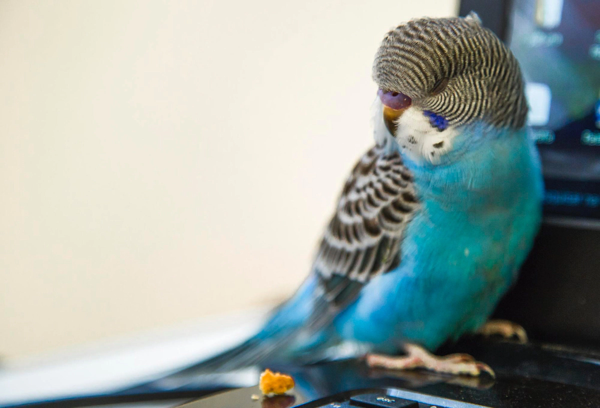 Budgie dozing on a keyboard