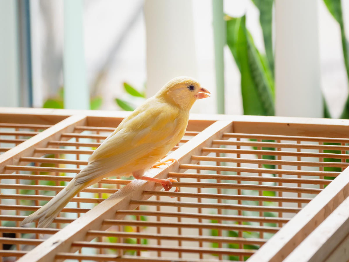 Canary spending time on its wooden cage