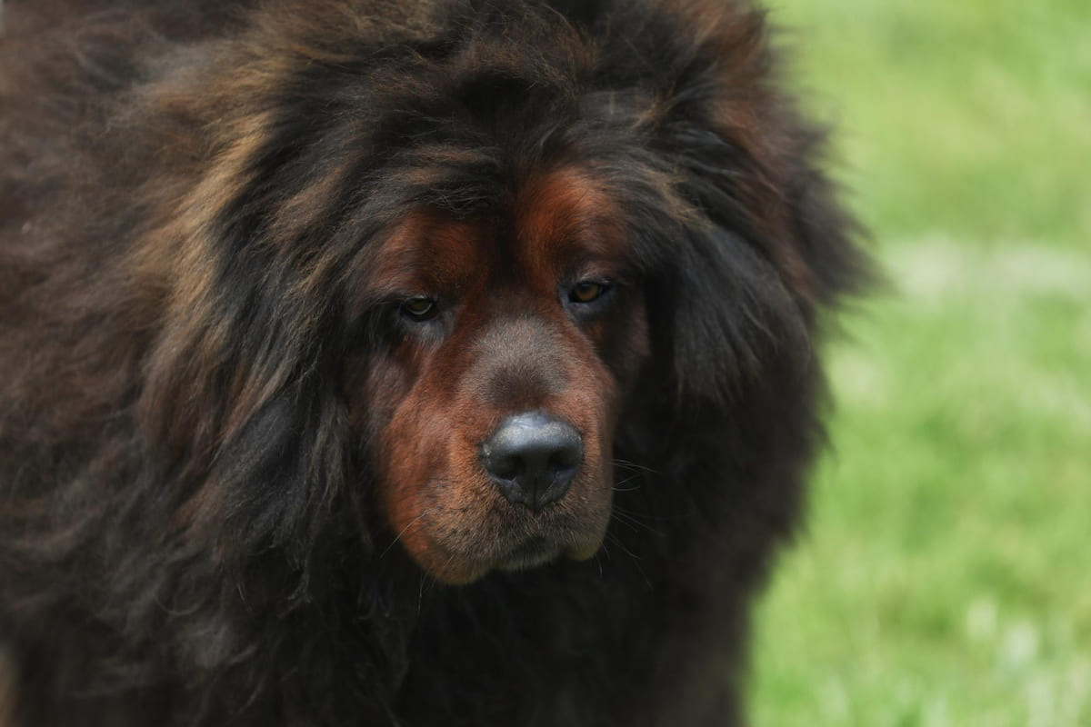 A Tibetan Mastiff with its head bowed