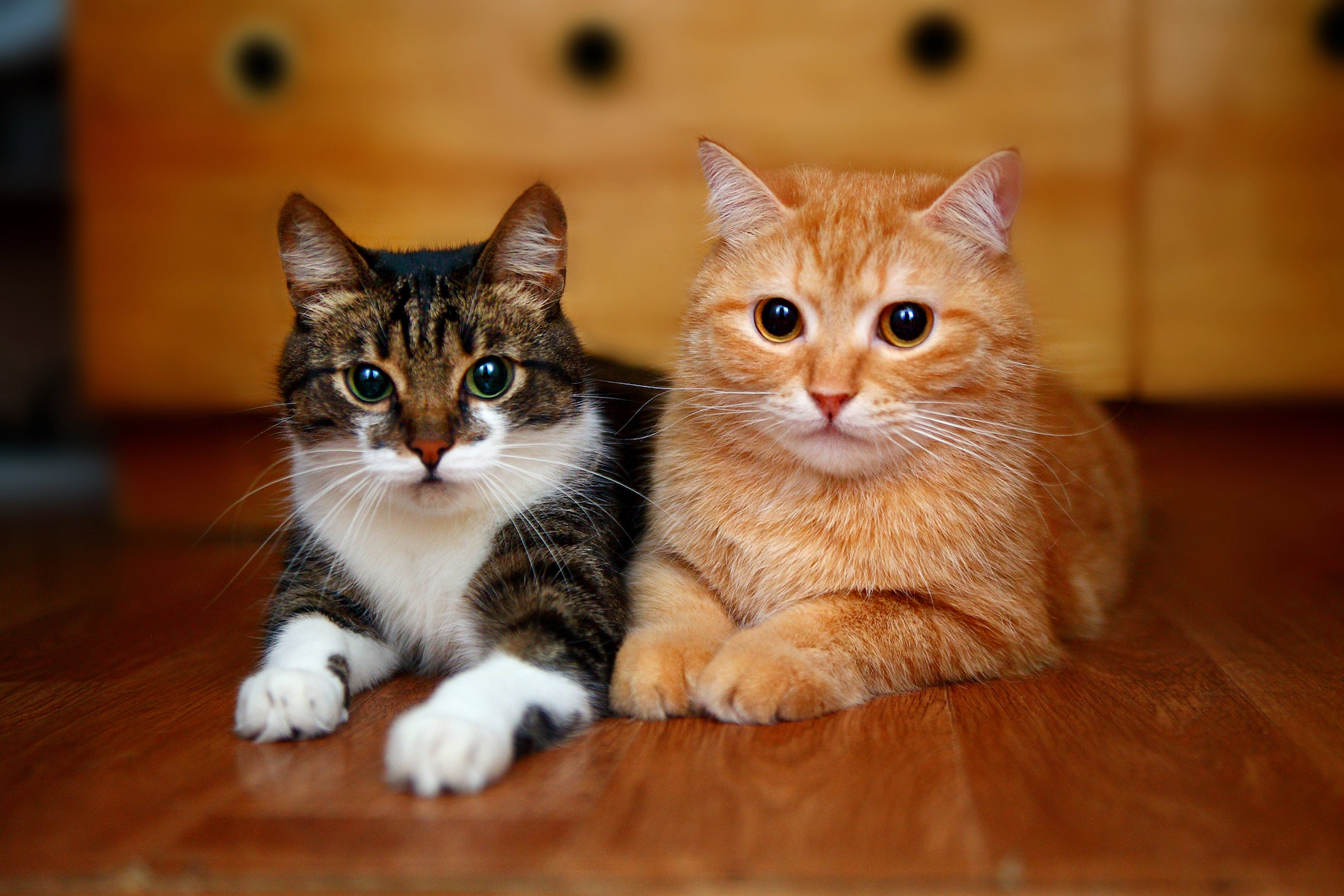 Sitting ginger and tabby cats side by side