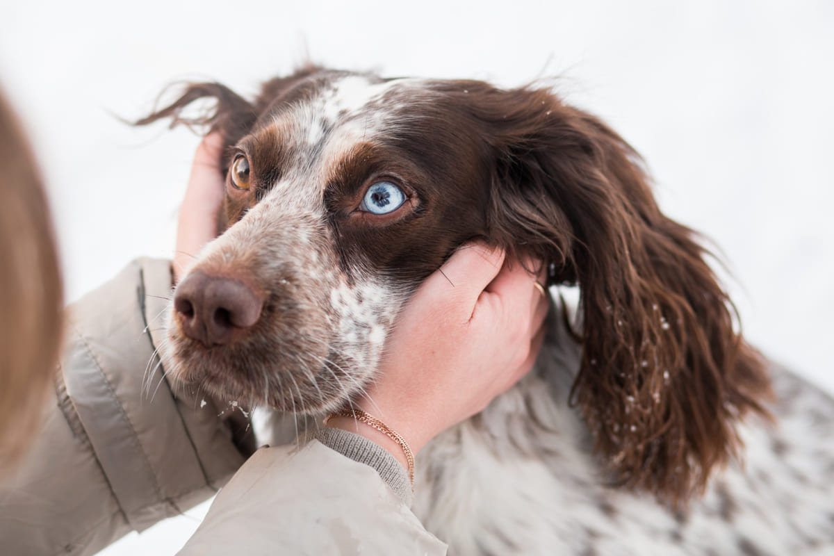 Dog with long brown fur and one eye different from the other