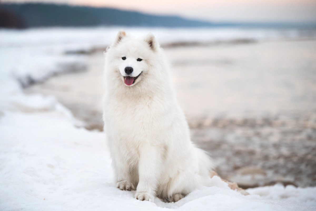 A dog with a striking appearance on the snow with its white fur