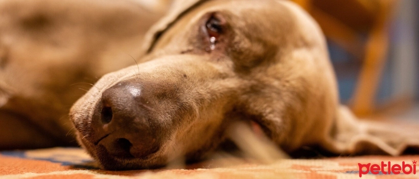 Coccidiosis in Dogs