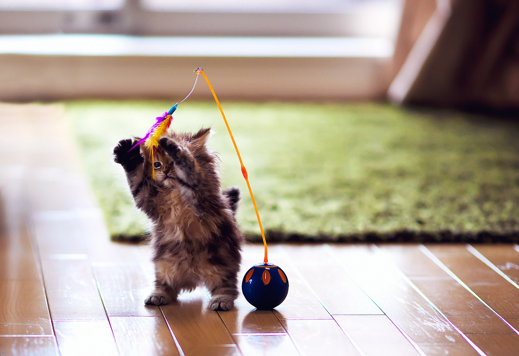Kitten playing with a toy
