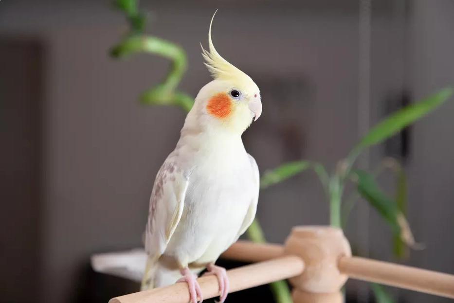 Bird standing on a wooden stick