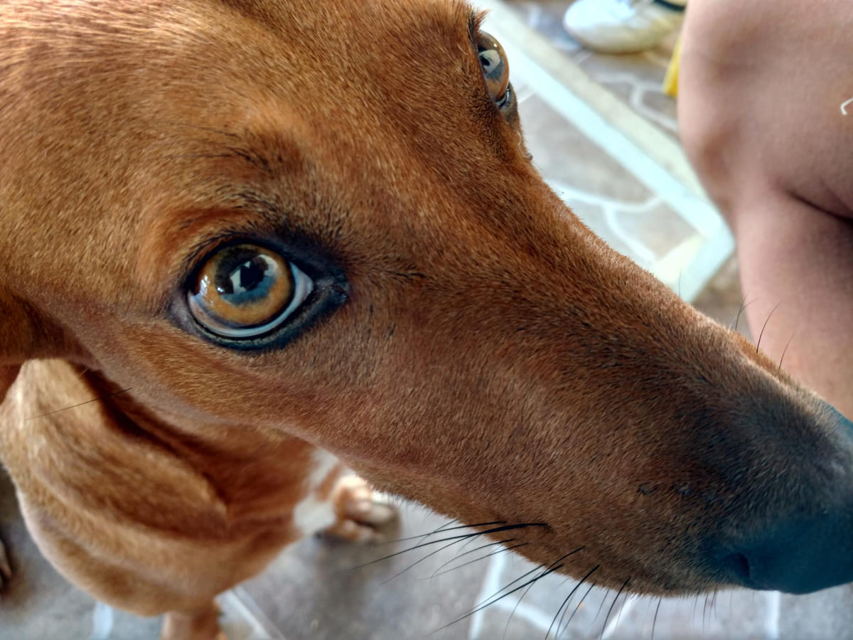 Dog with brown eyes and short brown fur
