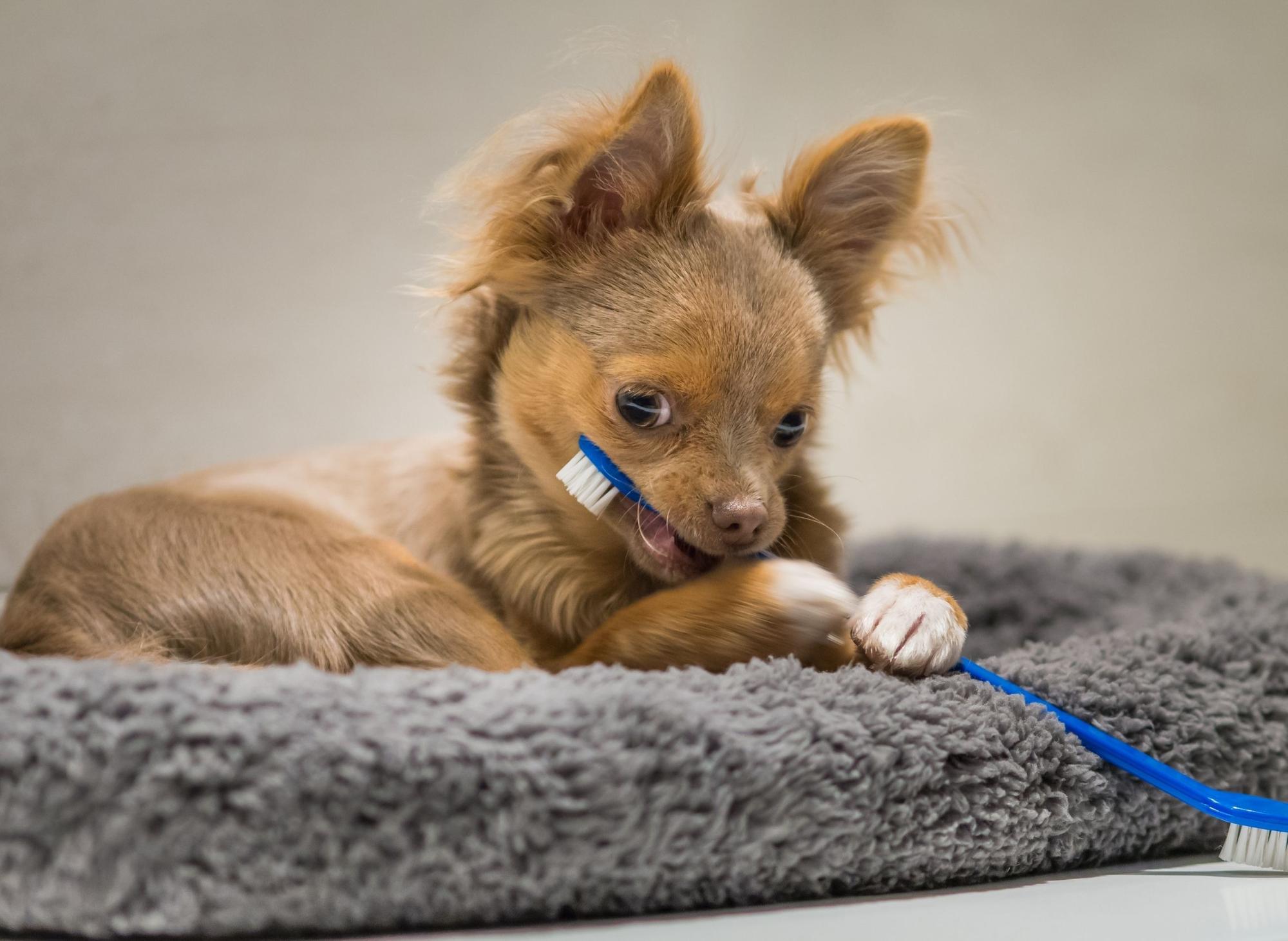 Small breed dog biting its toothbrush