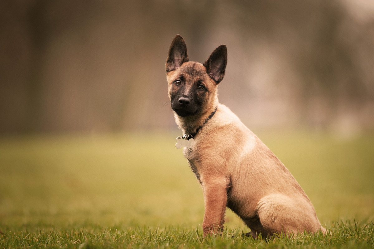 A Malinois puppy looking straight ahead with its cute eyes