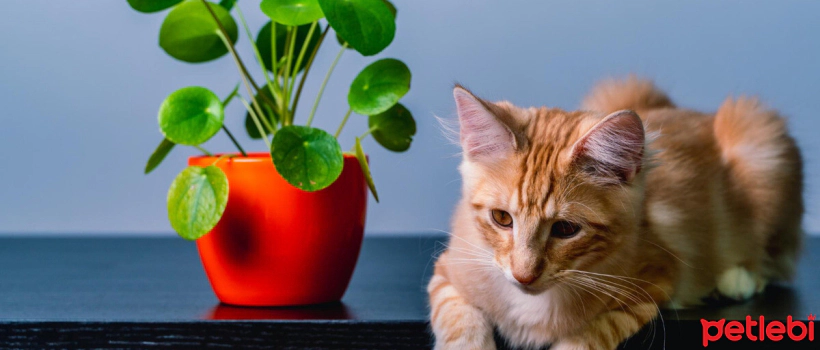Guide to Houseplants Safe for Cats