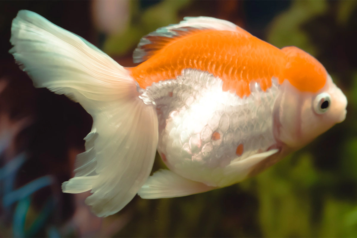 Fantail goldfish