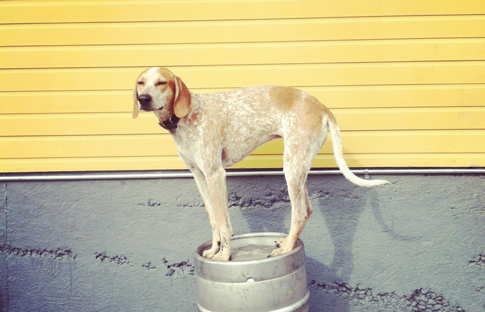 Dog trying to maintain balance