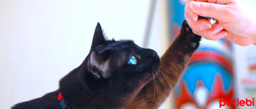 The 7 Longest-Living Cat Breeds