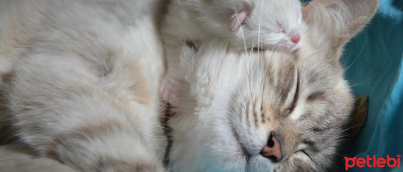 Beware of These Diseases in Female Cats!