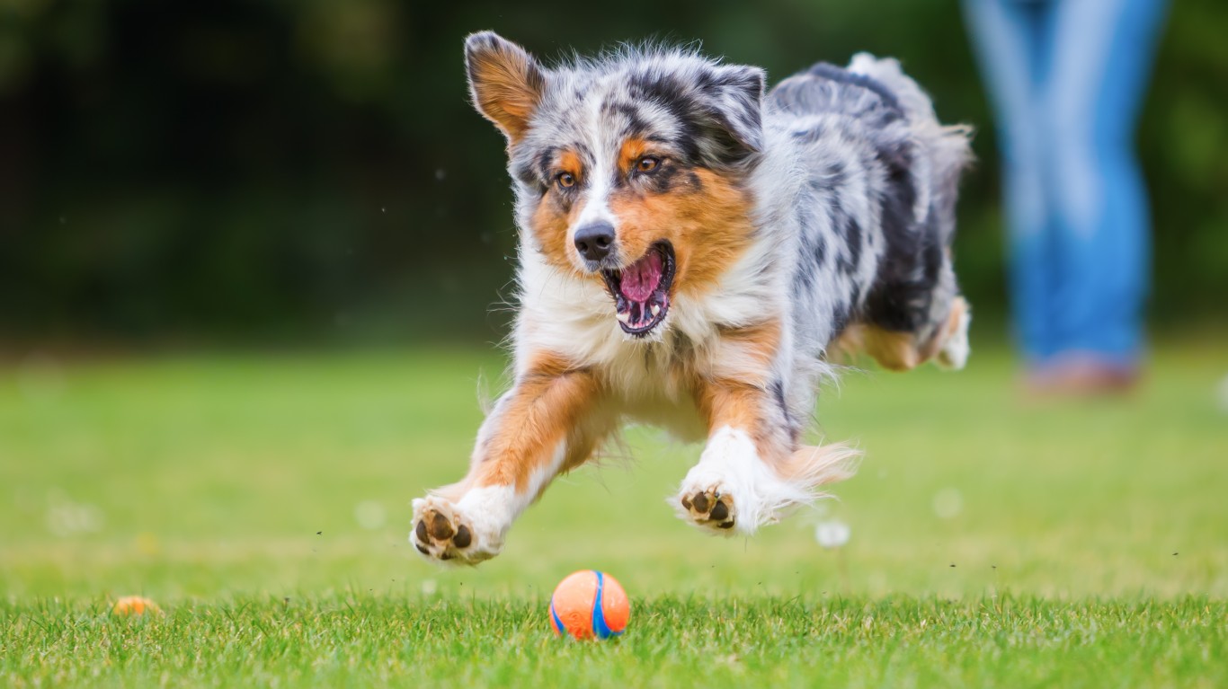 A dog running and playing with a ball on the grass