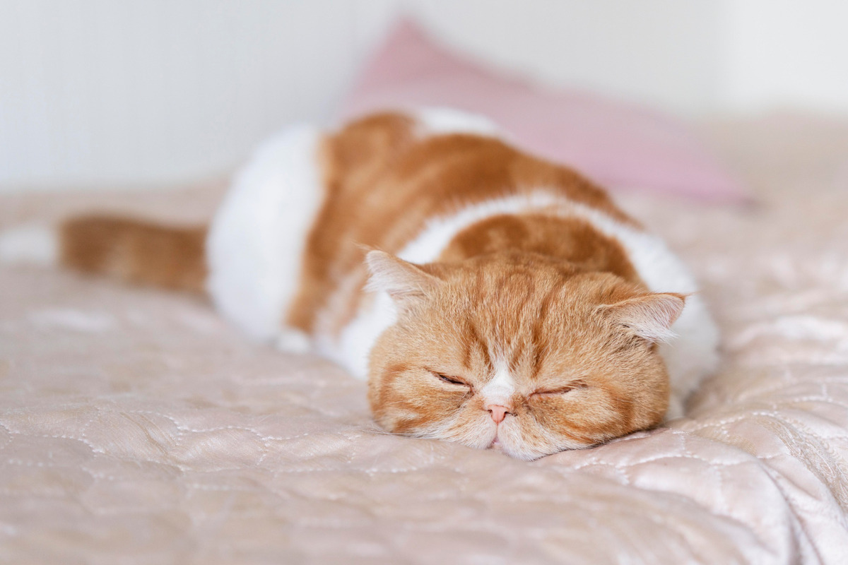 A sleeping cat