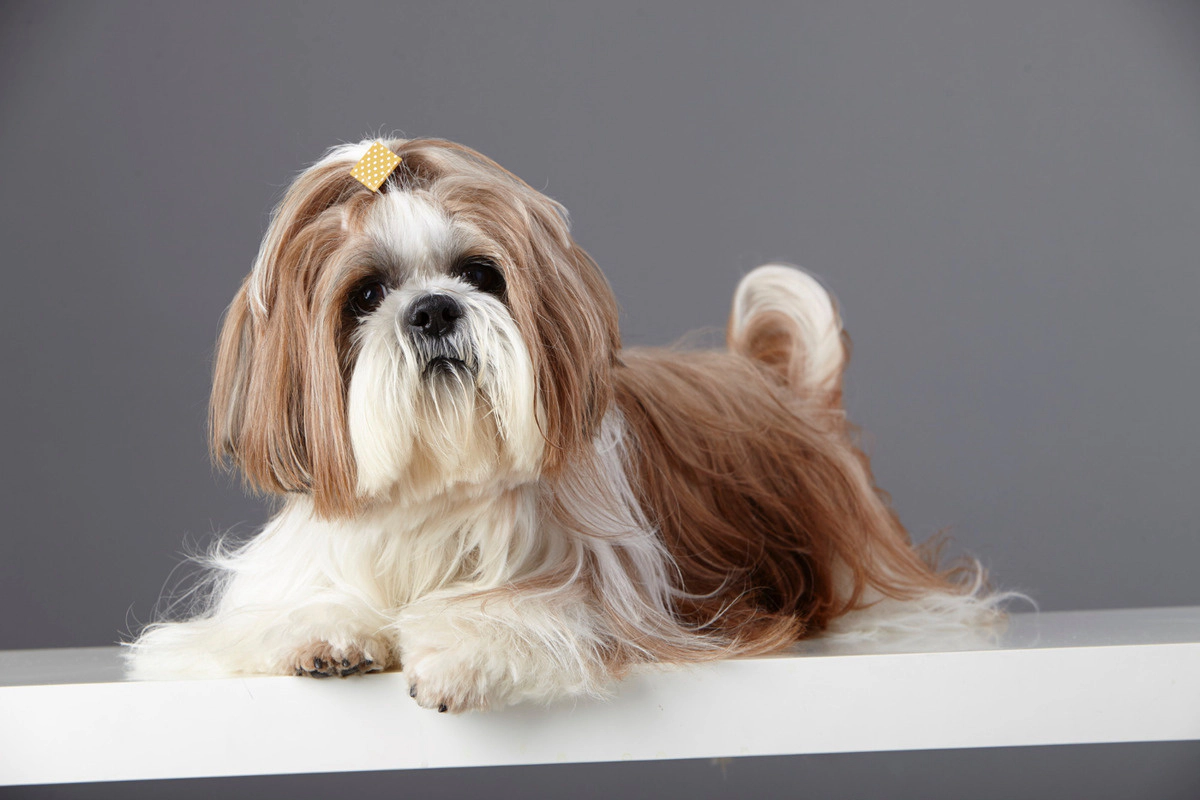 Shih Tzu with medium-length beige fur, with the fur on its head tied back with a hair clip Shih Tzu