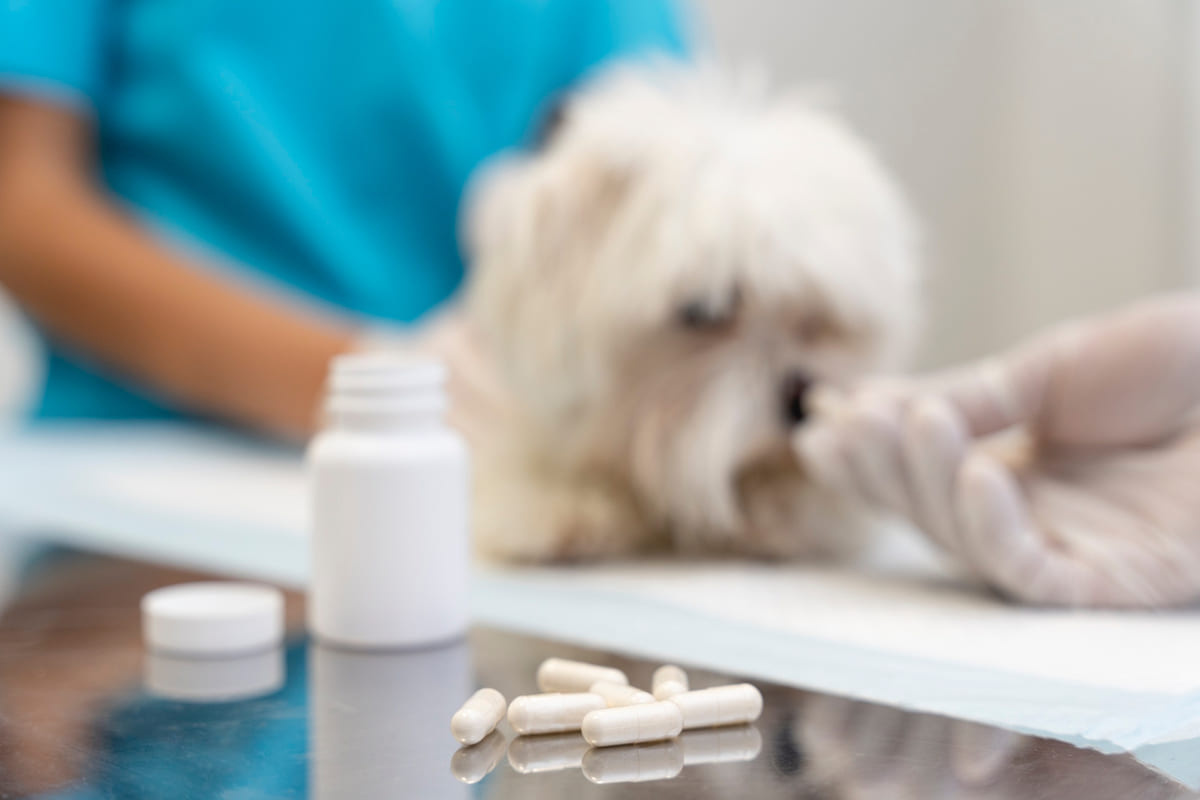 White terrier receiving medication at a veterinary clinic