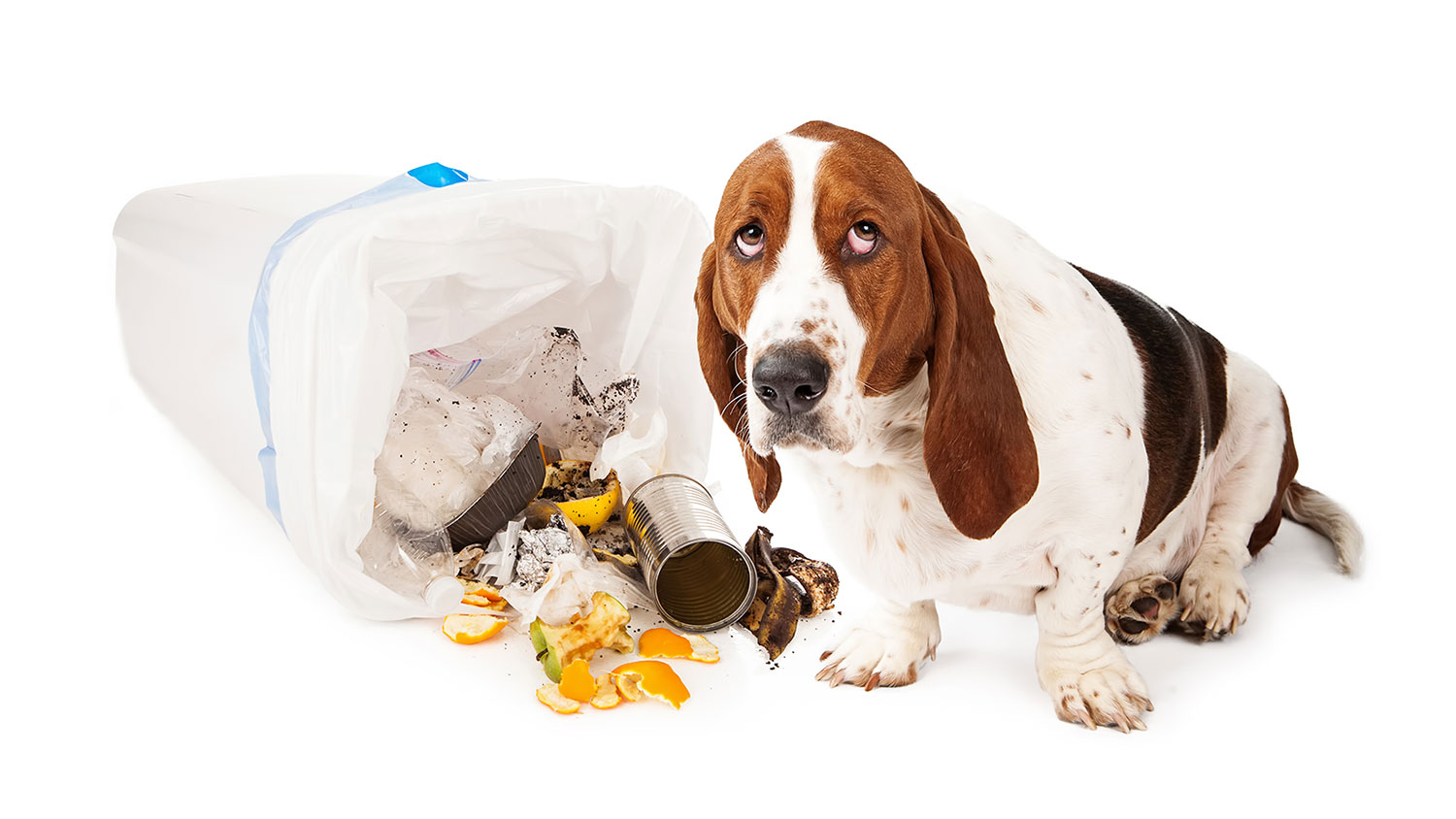 Dog that knocked over the trash can