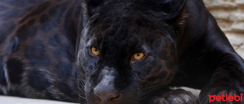 Why Do Black Cats' Fur Turn Brown?