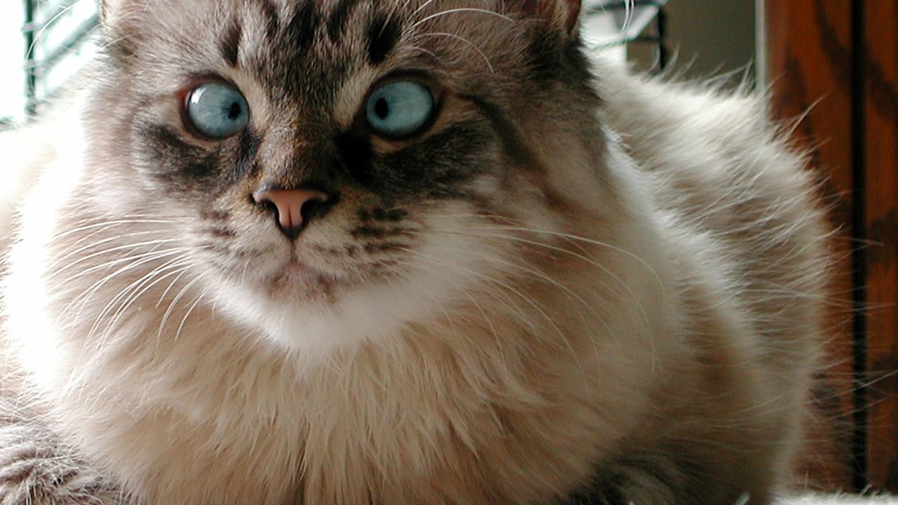 Crossed Cat