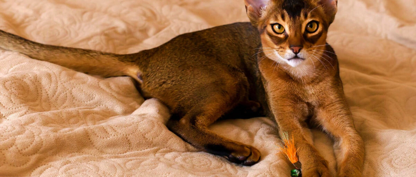 Abyssinian Cat Characteristics, Care and Feeding