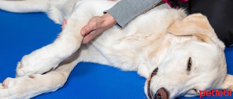 Staph Infection in Dogs